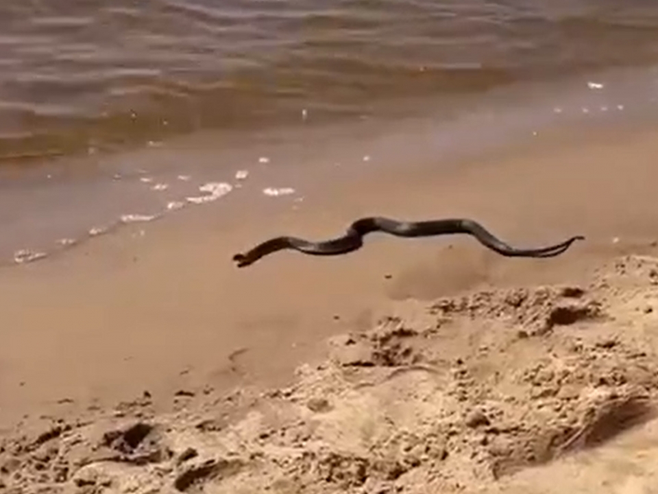 Image for Нижегородцы увидели змею на берегу Волги в Кстовском районе