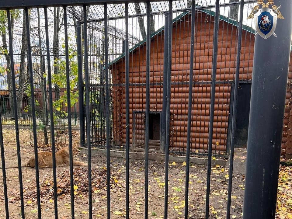 Image for Зоопарк в Балахне оштрафовали на 210 тысяч рублей за нападение львицы на сотрудницу