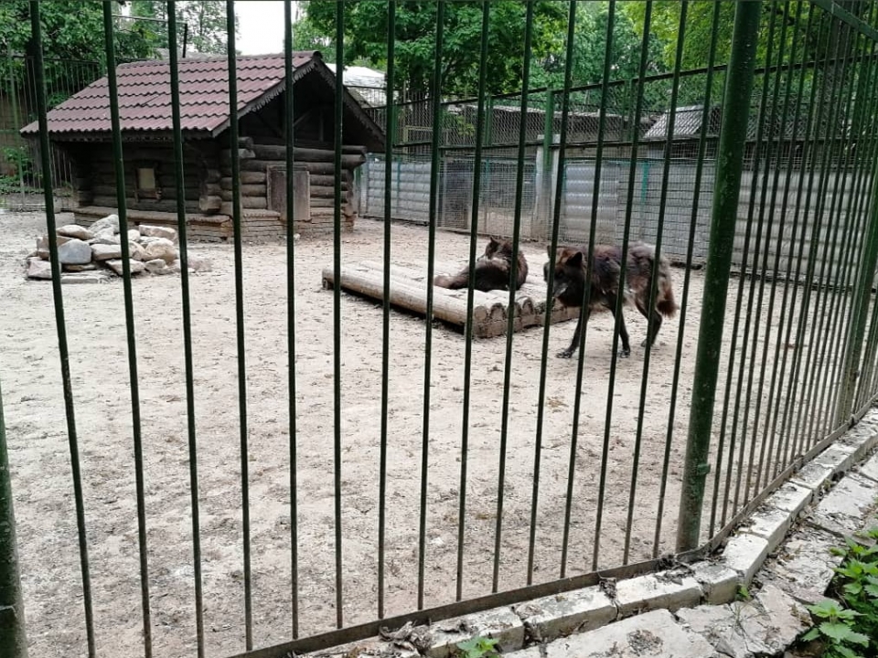 Нижегородский зоопарк «Мишутка» планируется увеличится 