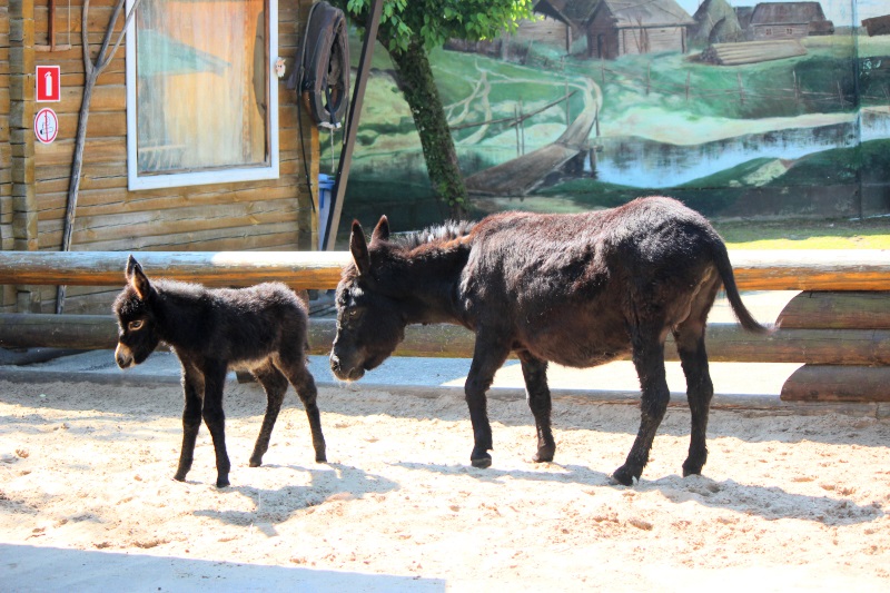 Зоопарк лимпопо нижний новгород фото животных