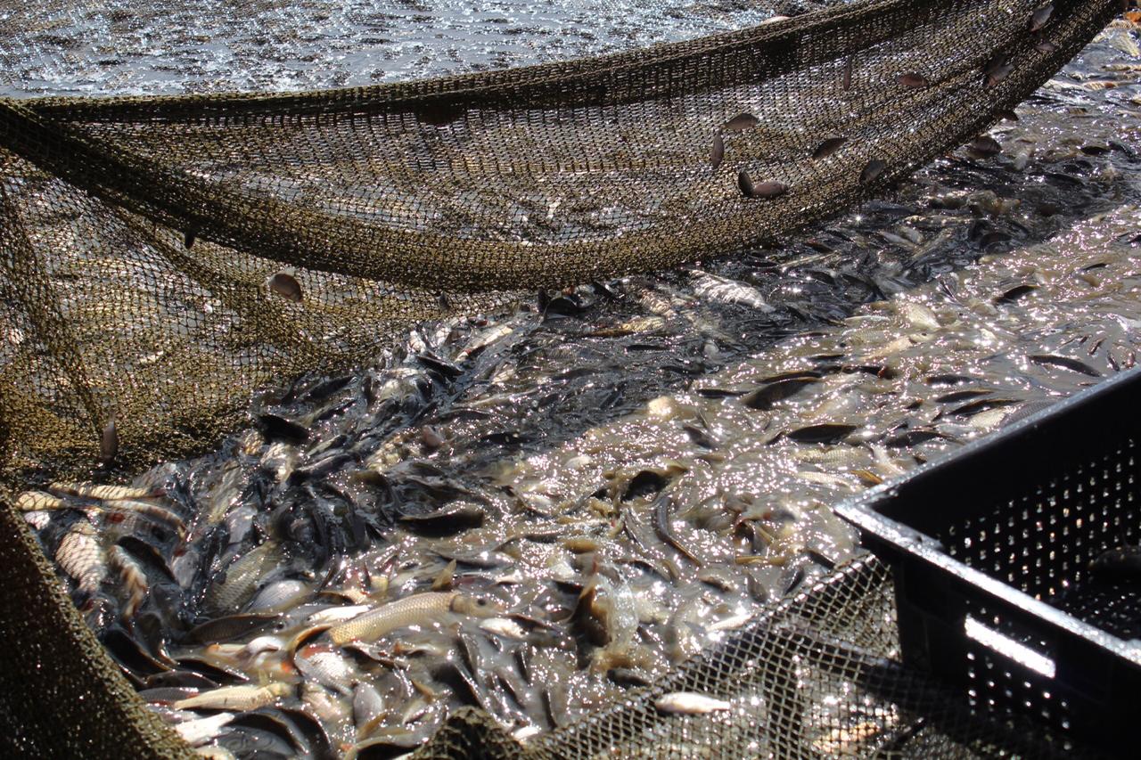 Рыбы нижегородской обл. День рыбака Антипаюте. Crop and Fish.