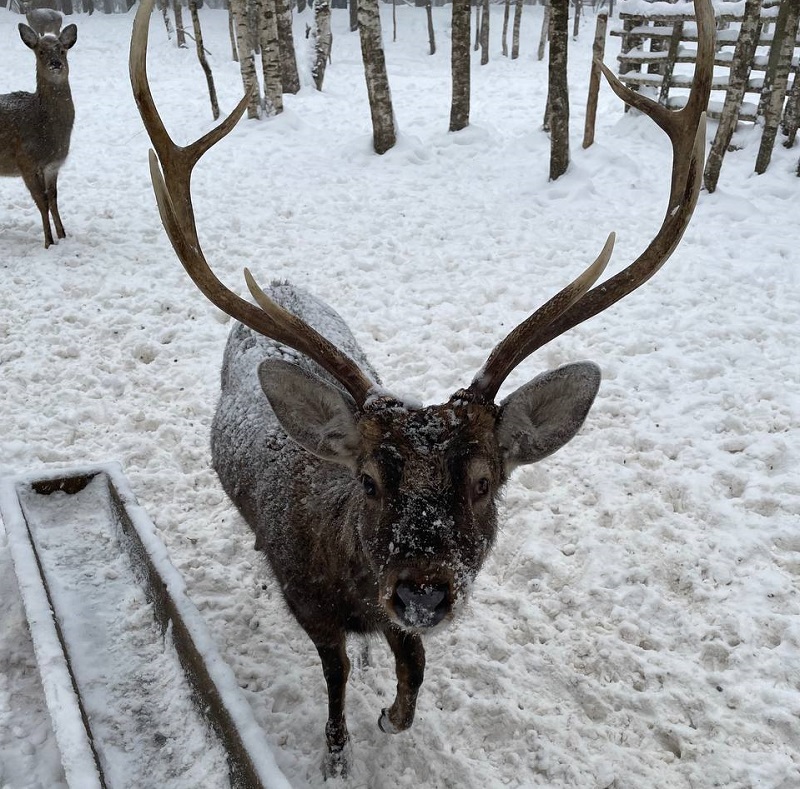 Олени в городецком районе