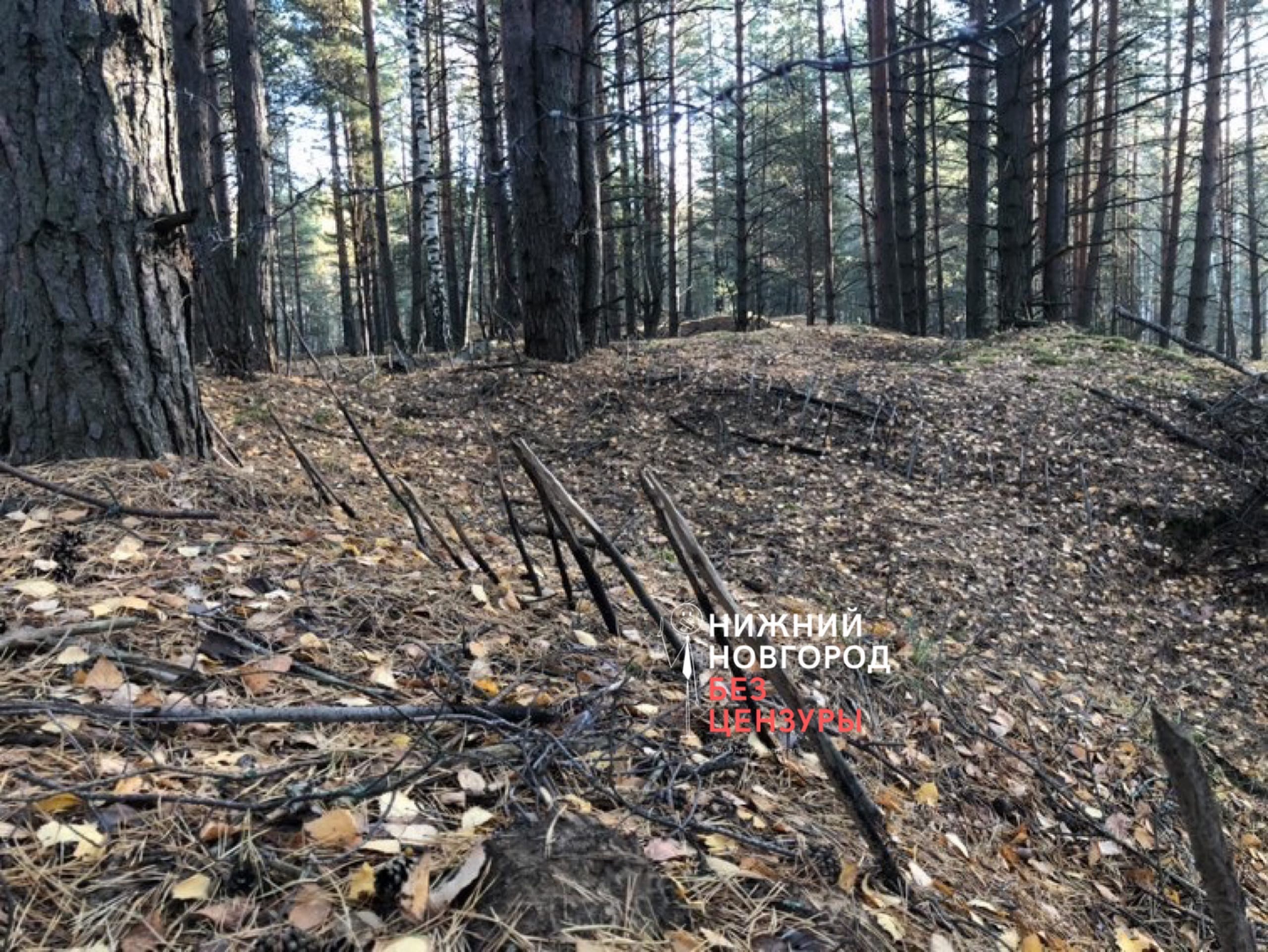 В коле нашли. Покажи опасный леса. Ловушки в лесу. Покажи самый опасный лес.