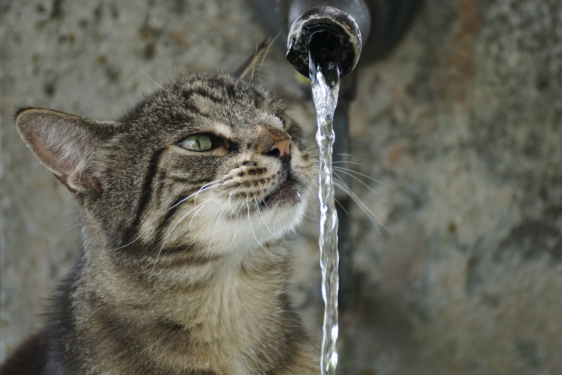 Кот жажда
