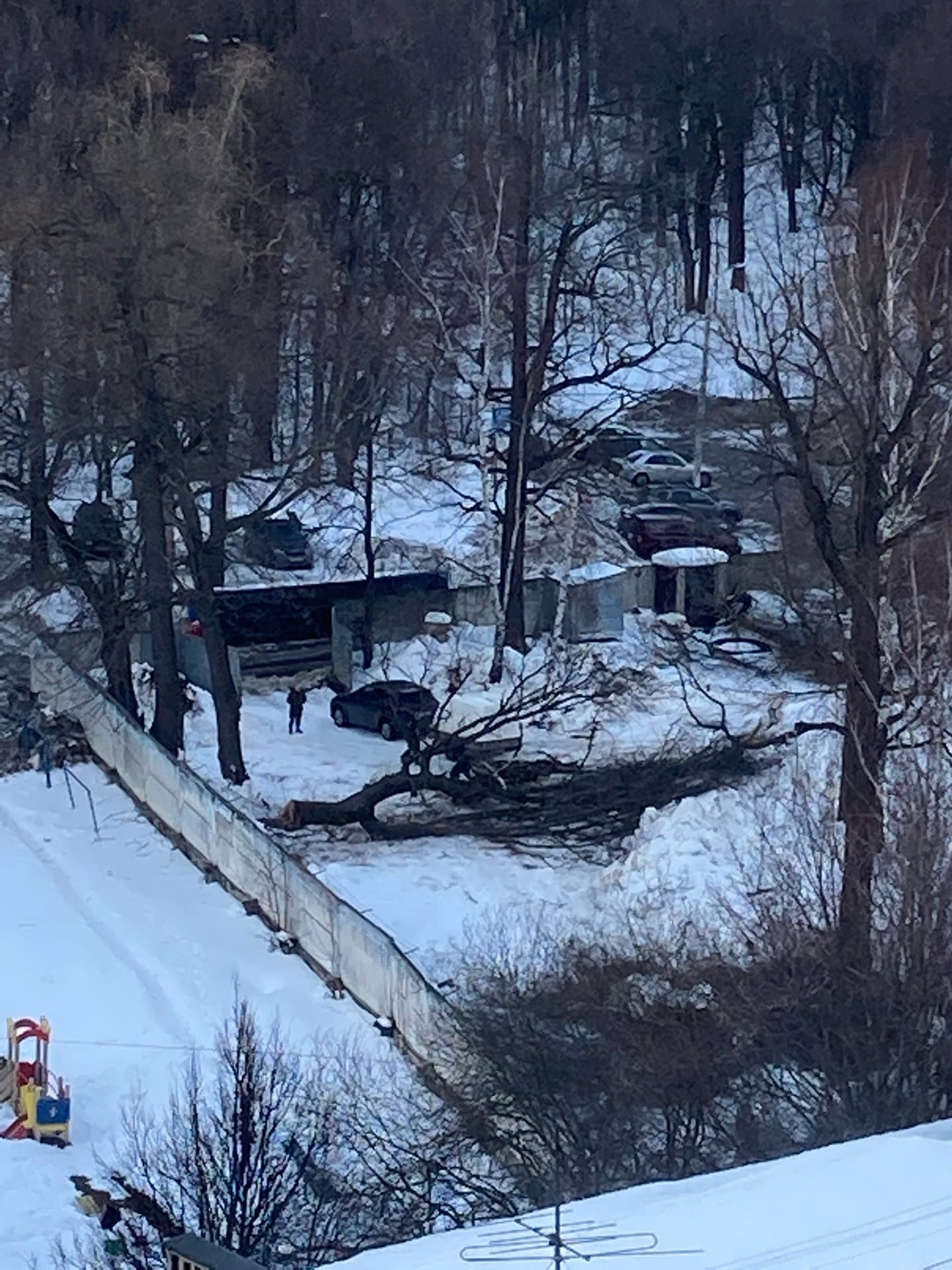 Вырубка деревьев началась у Щелоковского хутора ради строительства дома |  Открытый Нижний