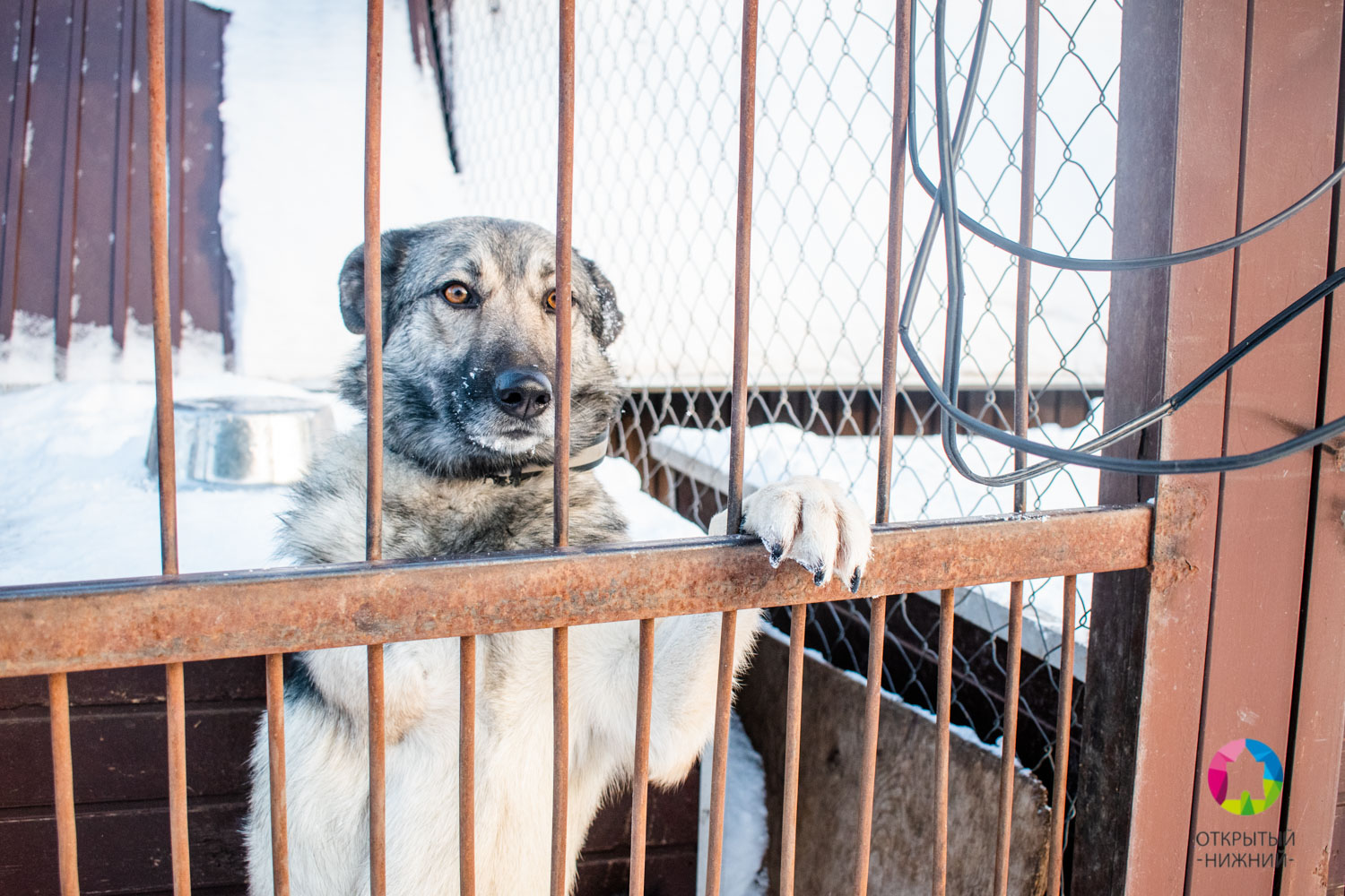 Метис хаски, трехлапый пес и кошка без когтей: кто живет в нижегородском  приюте | Открытый Нижний