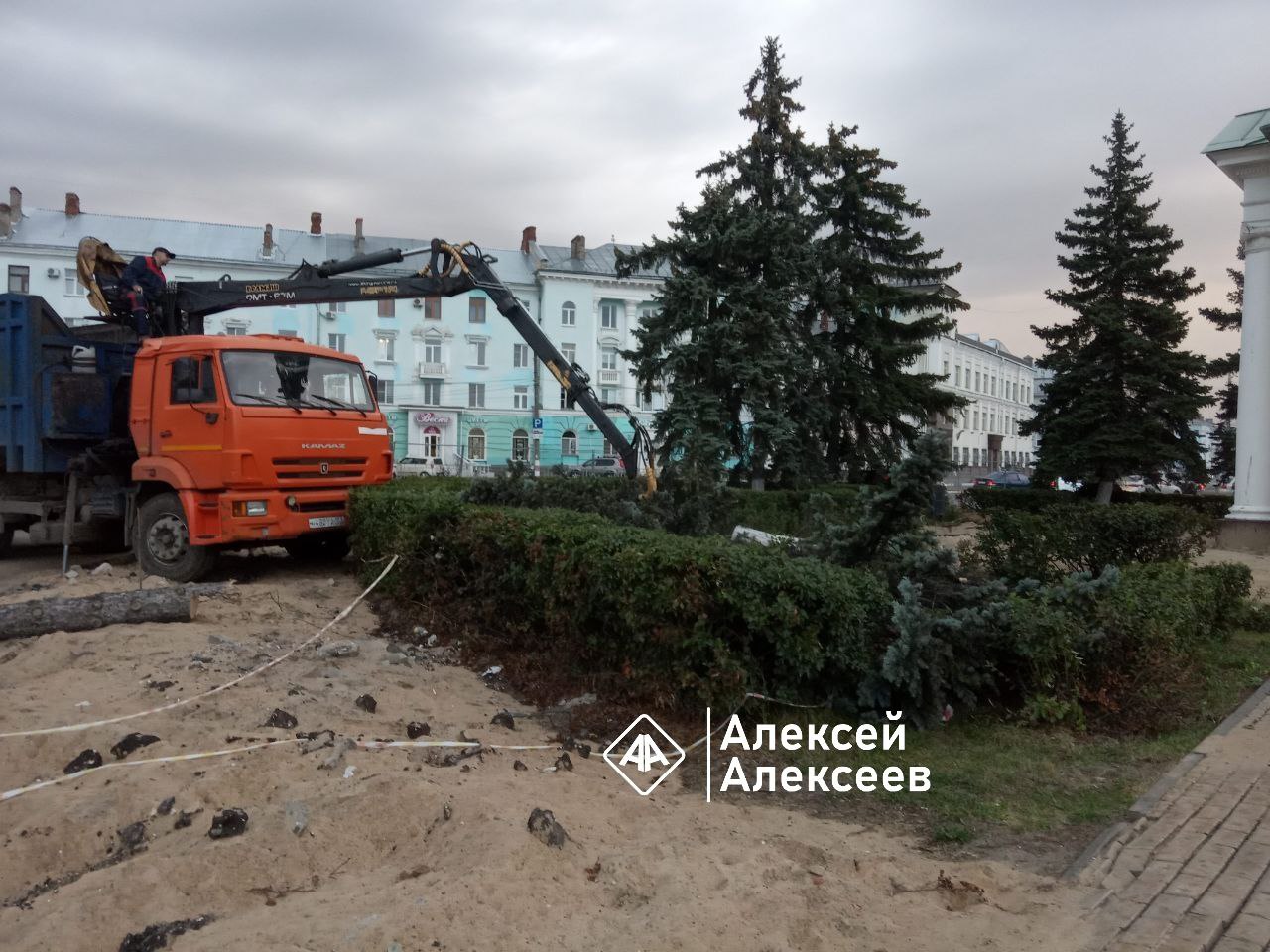 Голубые ели спилили в рамках благоустройства Свадебной площади в Дзержинске  | Открытый Нижний