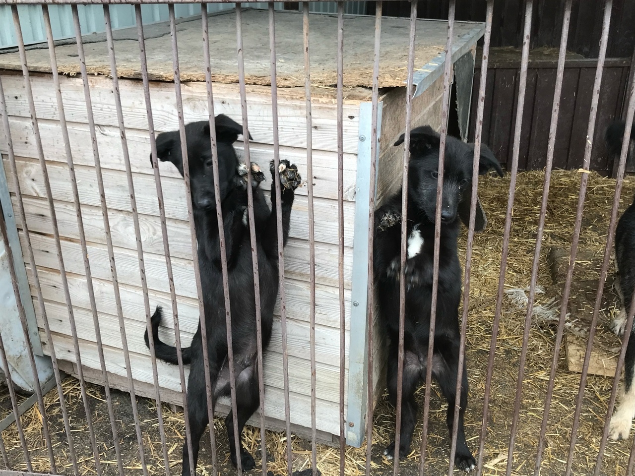 Приют нижегородская область