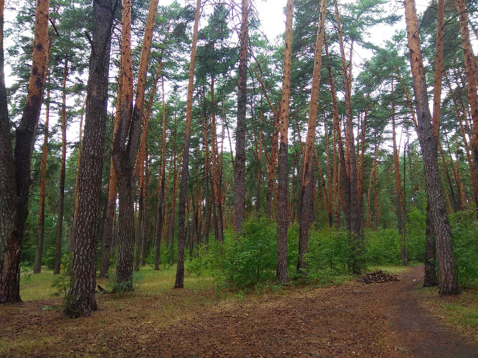 Леса Нижегородской области