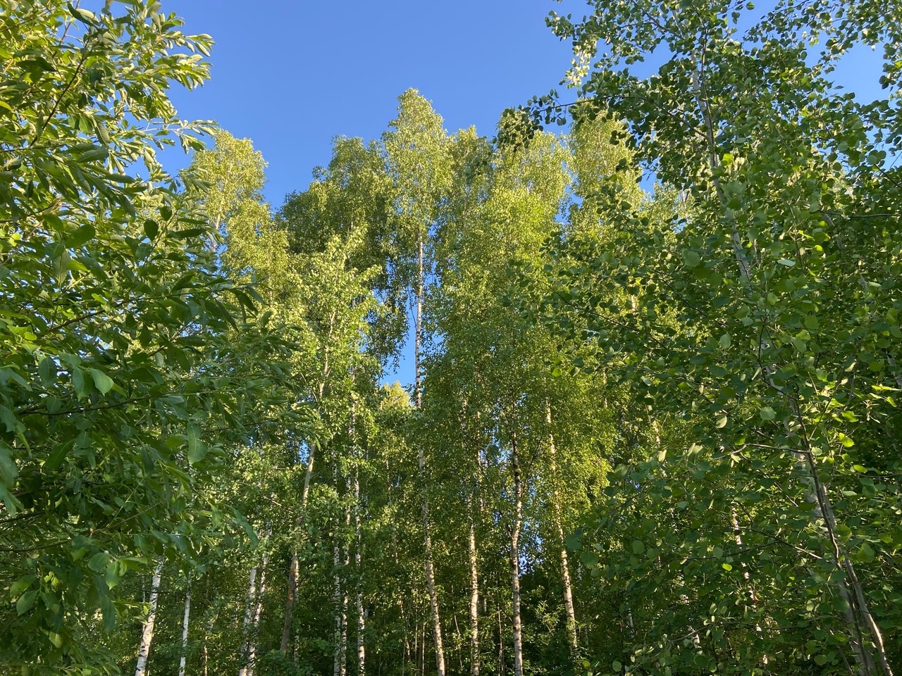 Лес Нижегородской области