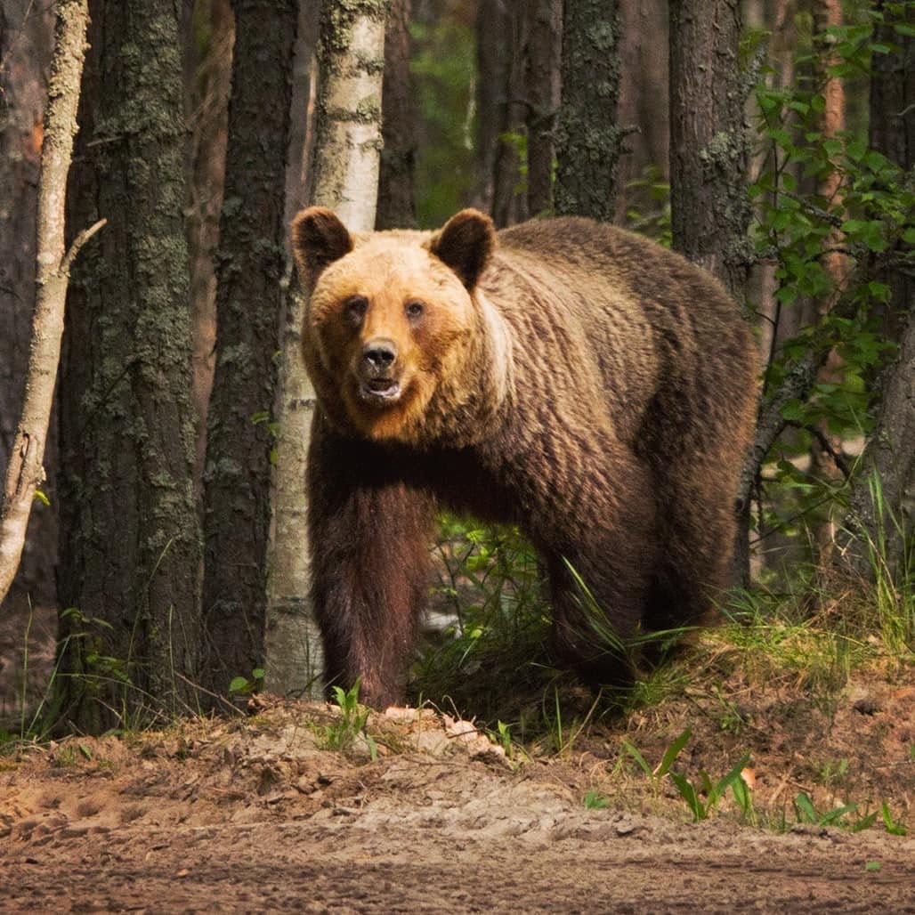 Медведи в Нижегородской области