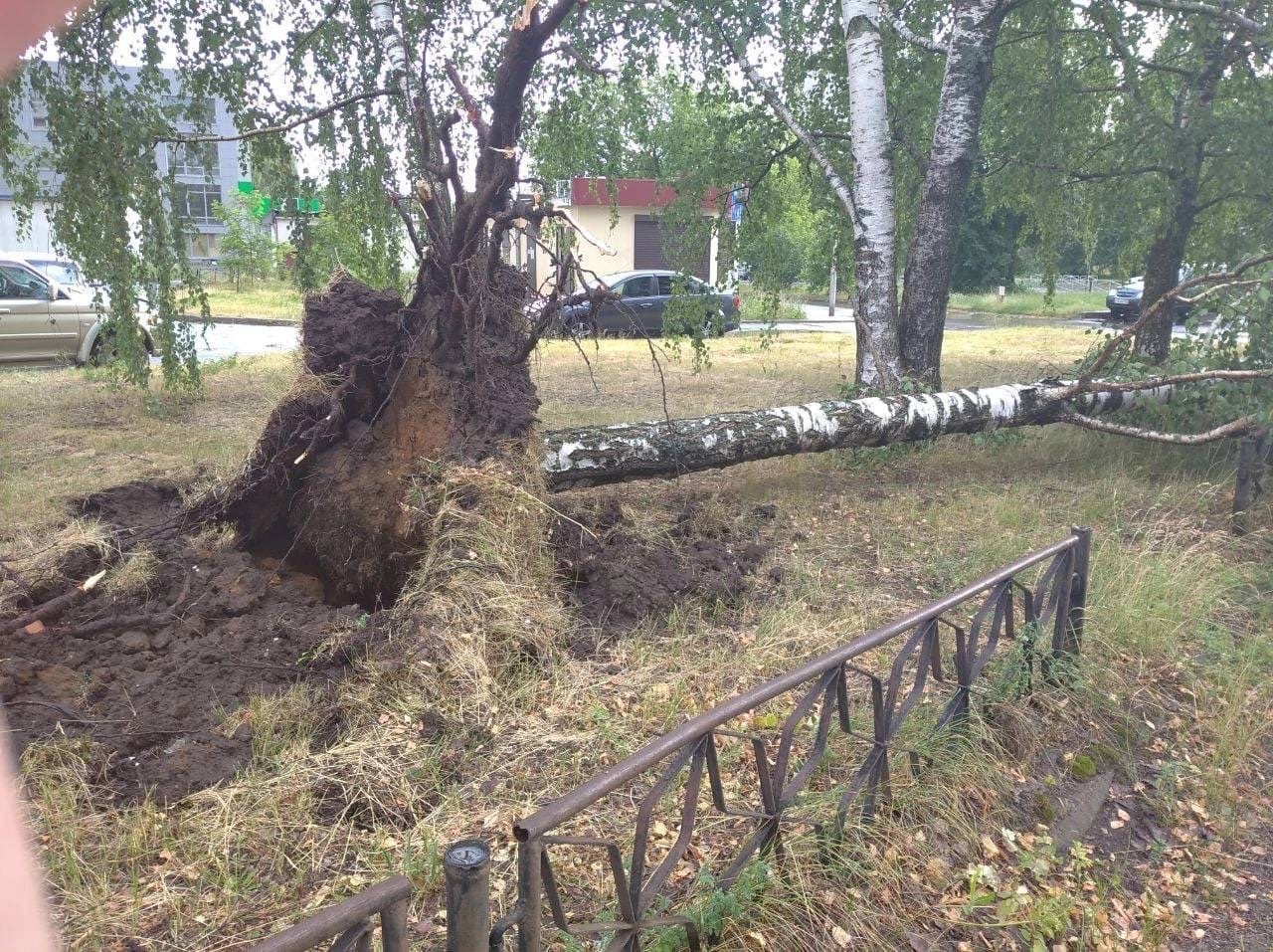 26 ноября ураган. Поваленное дерево. Дерево упало на забор. Северное дерево. Ураганный ветер.