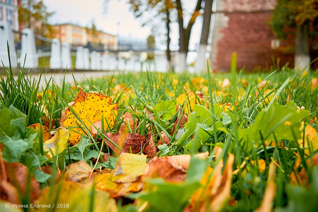 Погода утром 1 сентября. В сентябре в сентябре утром травы. Березники осень. Осень в Березниках. Березники осенью.