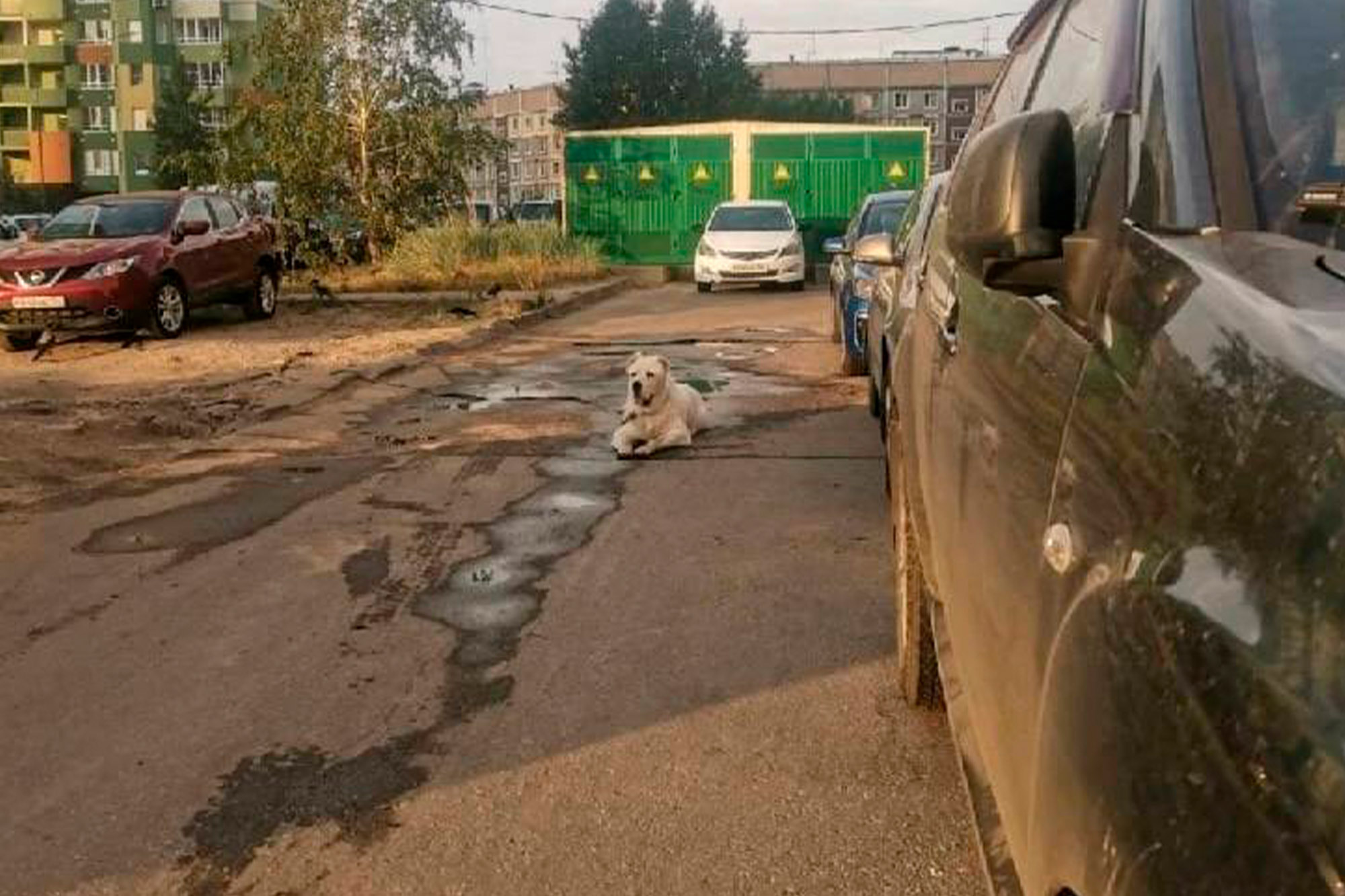 Алабай прокусил женщине руку на улице в Нижнем Новгороде | ОткрытыйНижний