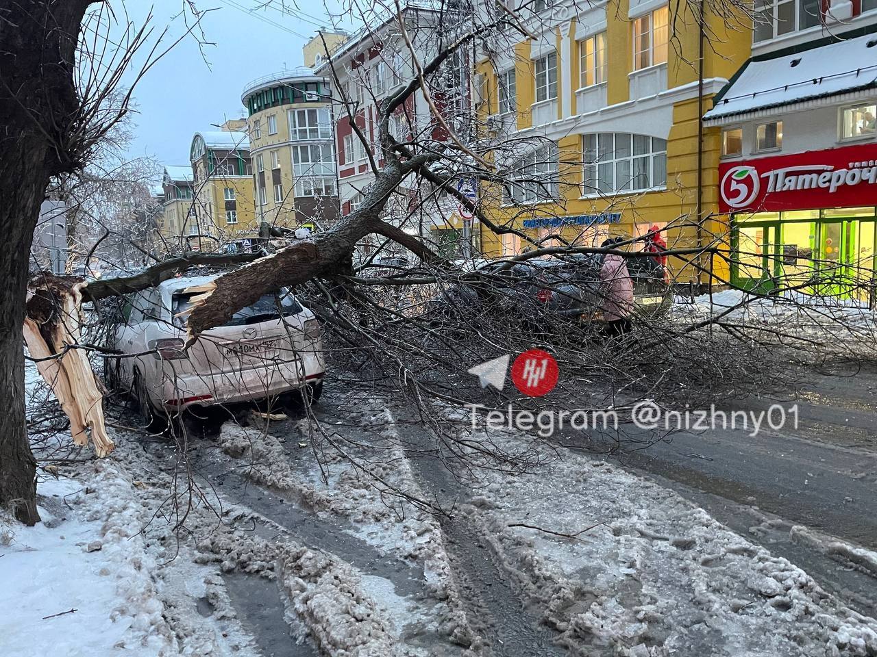 Деревья упали под тяжестью льда в Нижнем Новгороде | 23.11.2022 | Нижний  Новгород - БезФормата