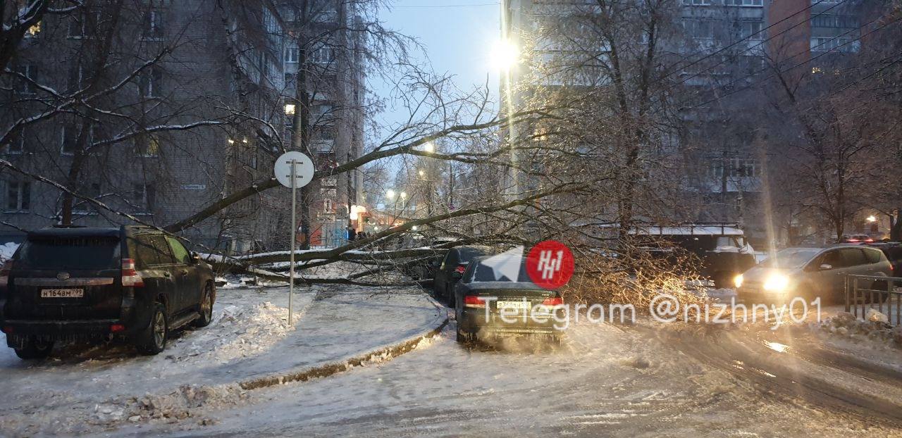 Деревья упали под тяжестью льда в Нижнем Новгороде | 23.11.2022 | Нижний  Новгород - БезФормата