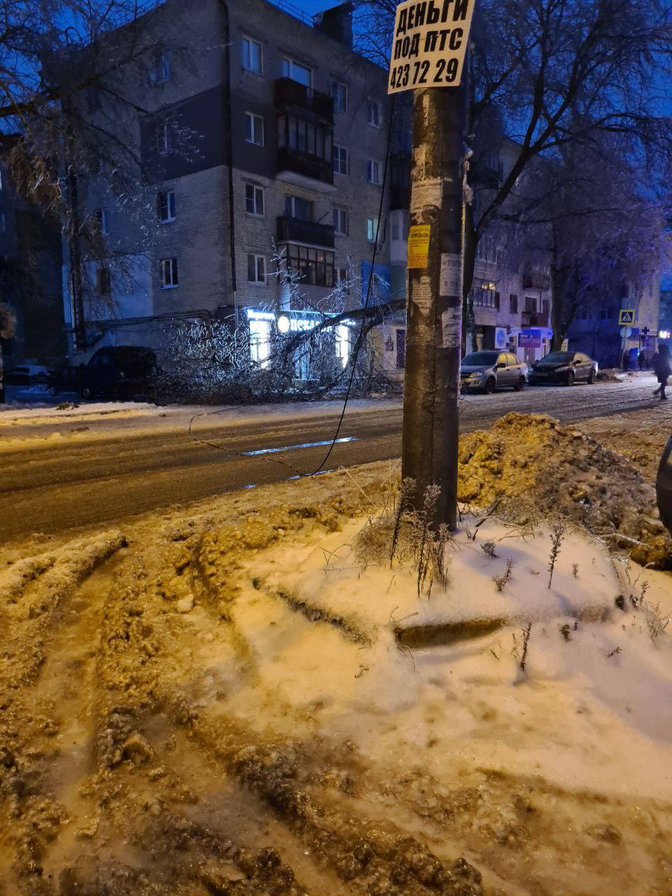 Деревья упали под тяжестью льда в Нижнем Новгороде | 23.11.2022 | Нижний  Новгород - БезФормата