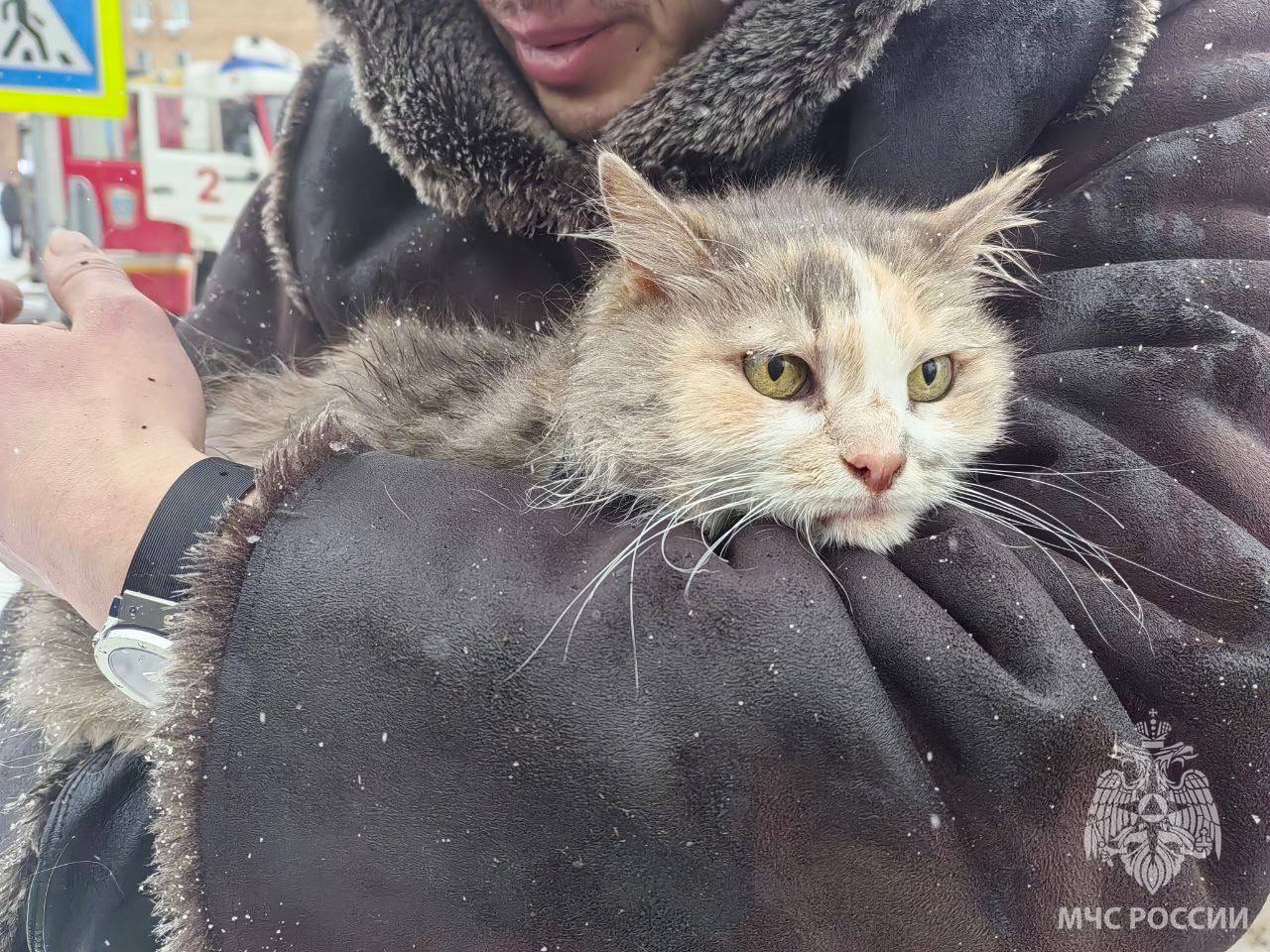 Пожарные спасли кошку из горящего дома на Звездинке | Открытый Нижний