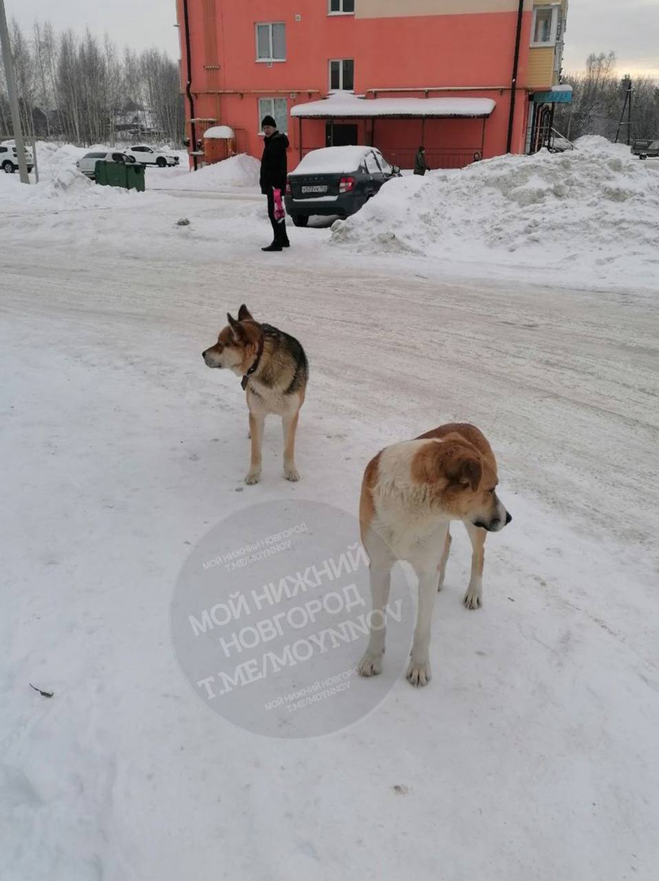 Загнавших ребенка на козырек дома собак начали отлавливать в Городце |  Открытый Нижний