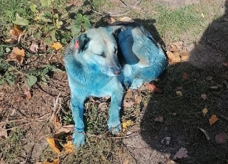 Почему собака синяя. Синие собаки в Дзержинске. Голубая собака. Синяя собака. Собака с голубой шерстью.