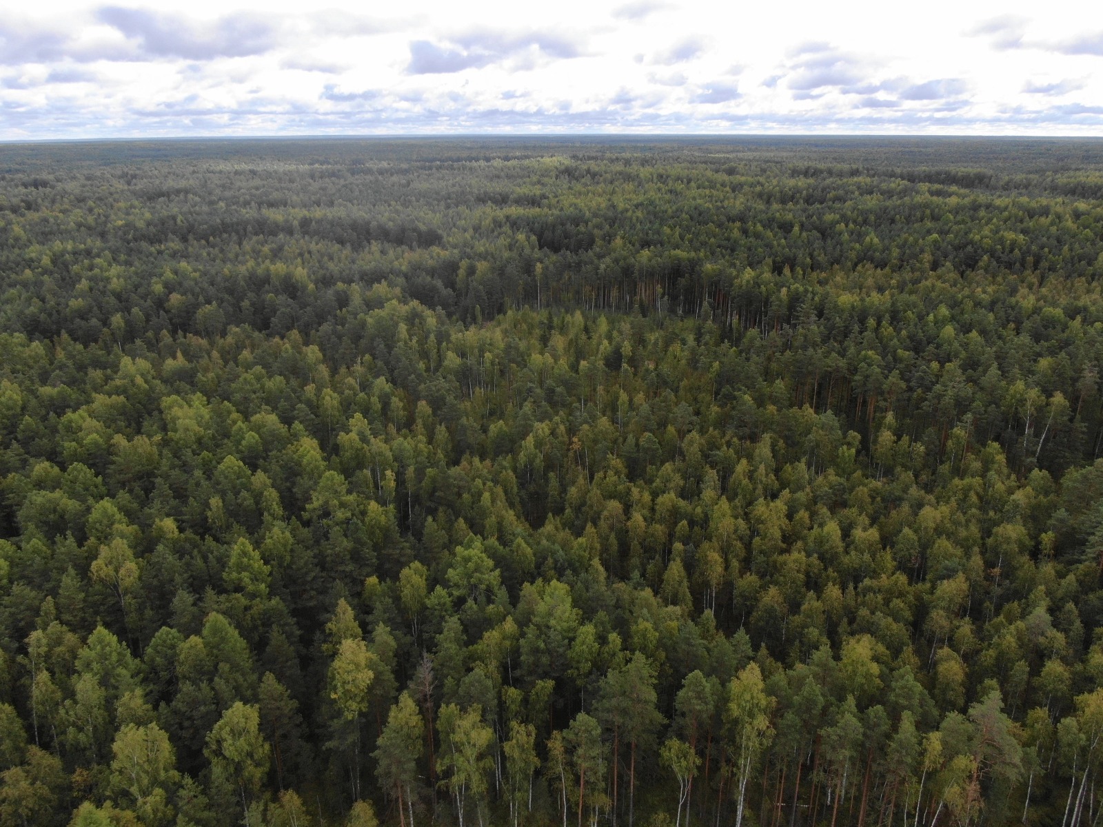 В Нижегородской области лес чист