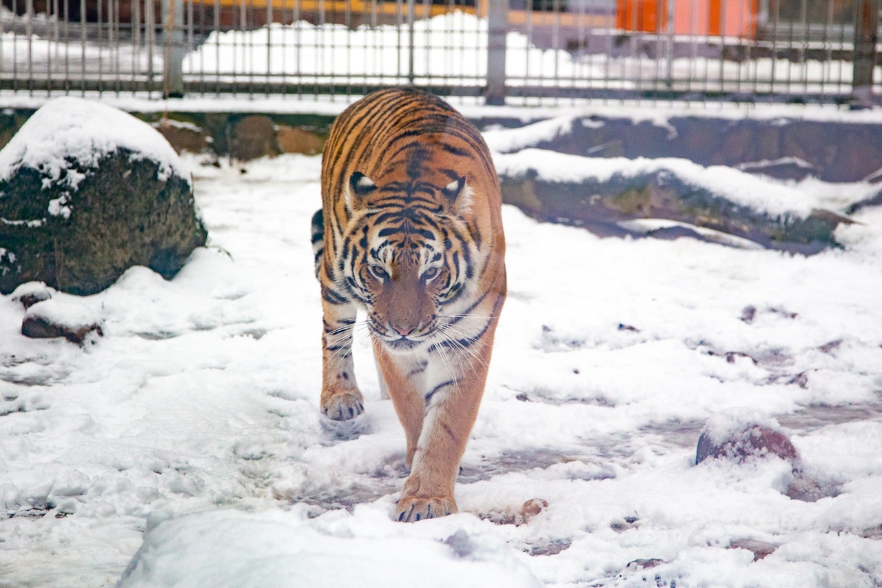 Мадагаскар нижний новгород