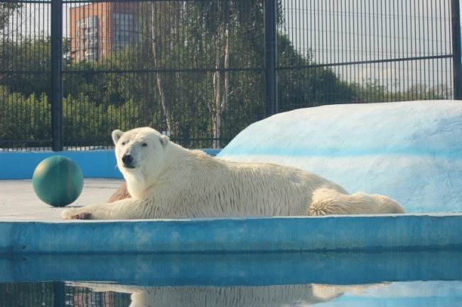 Image for Белая медведица Симона за три месяца жизни в «Лимпопо» набрала 21 килограмм веса