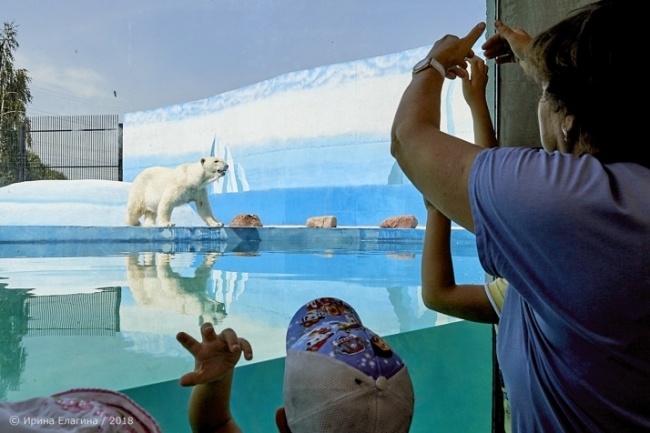 Image for Фоторепортаж: белый медведь в нижегородском зоопарке "Лимпопо"