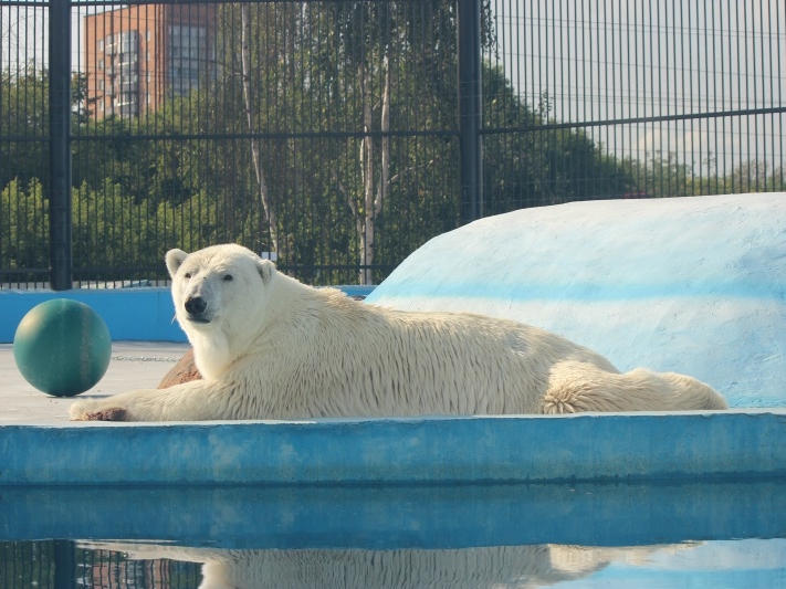 Image for Белая медведица Симона за три месяца жизни в «Лимпопо» набрала 21 килограмм веса