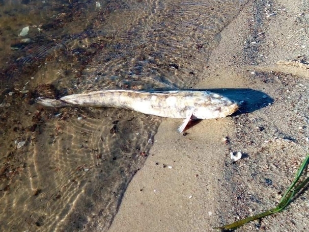 Image for Нижегородцы обнаружили кучу мертвой рыбы на береге Оки