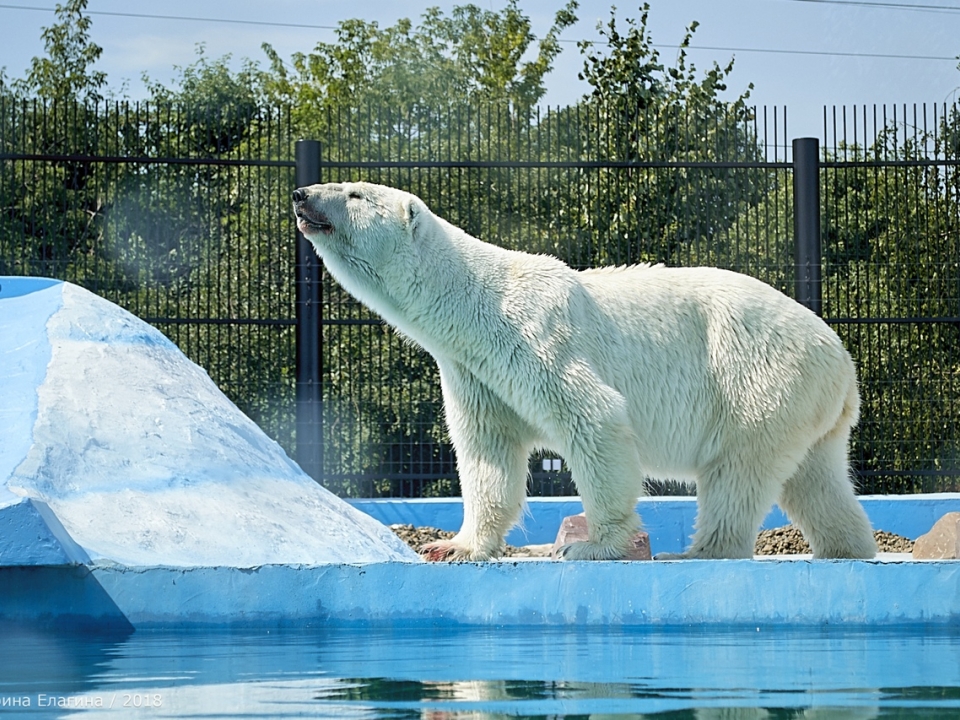 Image for Фоторепортаж: белый медведь в нижегородском зоопарке 