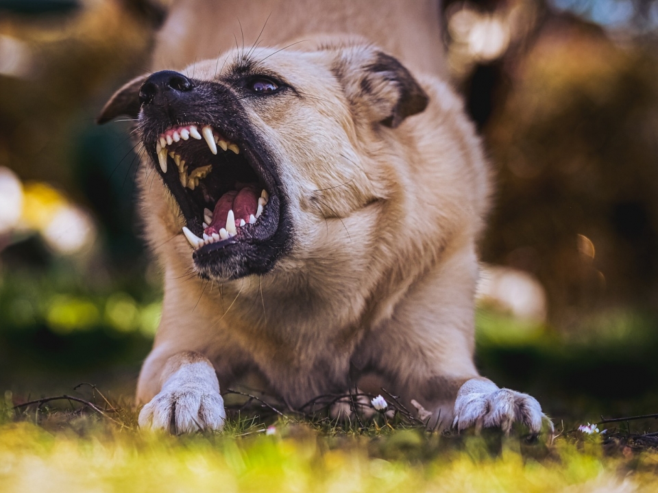 Image for Нижегородка выгуливает агрессивных собак на детской площадке