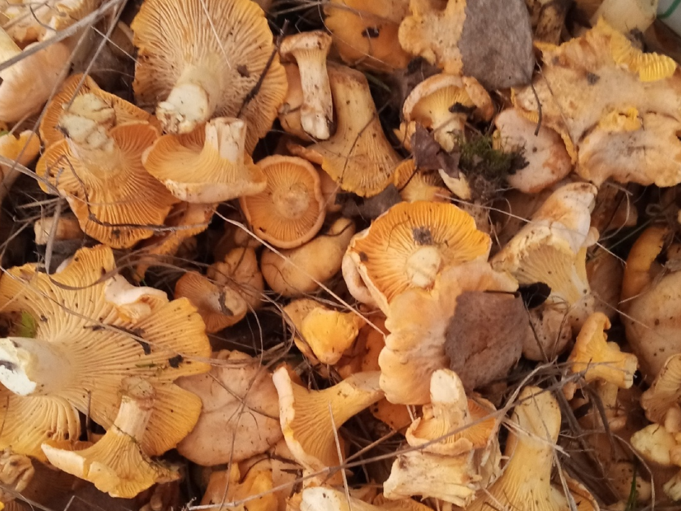 Image for Жители Нижегородской области похвастались найденными грибами