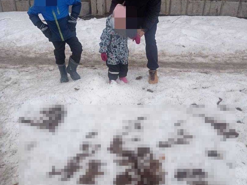 Image for Нижегородцы жалуются на заваленные собачьими фекалиями улицы
