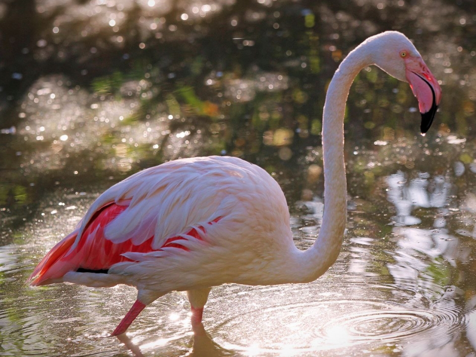 Image for Нижегородцам рассказали о спасении розовых фламинго в 2015 году
